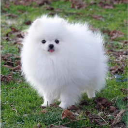 Poméranien blanc – Image 3