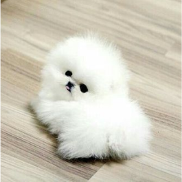 Poméranien blanc – Image 4