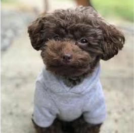 Caniche Tiny Sepia – Image 3