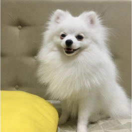 Poméranien blanc – Image 2