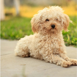 Caniche Tiny Yellow – Image 3