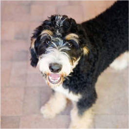 Caniche Vache laitière minuscule – Image 3