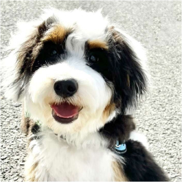 Caniche Vache laitière minuscule – Image 4