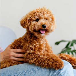 Caniche Tiny Yellow – Image 2