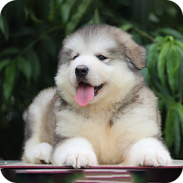Malamute d'Alaska gris