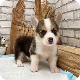 Pembroke Corgi Tricolore