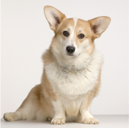 Pembroke Corgi Cream – Image 2