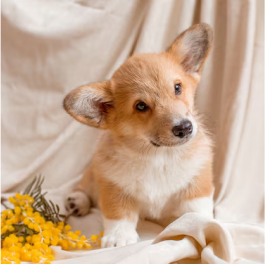 Pembroke Corgi Cream – Image 3