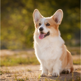 Pembroke Corgi Cream – Image 4