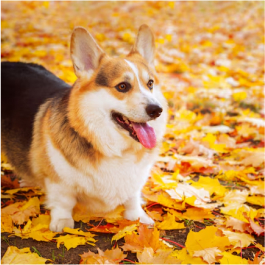Pembroke Corgi Tricolore – Image 2