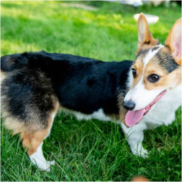 Pembroke Corgi Tricolore – Image 3