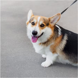 Pembroke Corgi Tricolore – Image 4