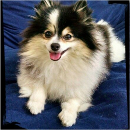 Poméranien tricolore – Image 2