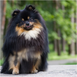 Poméranien tricolore – Image 3