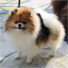 Poméranien tricolore – Image 4